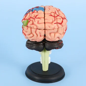 4D ראש אנושי הגולגולת מוח מודל האנטומיה של מדע הרפואה מלמד אביזרים אנטומיים מעבדת בית הספר ללמוד